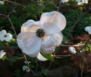 fiore di Cornus Nuttallii 