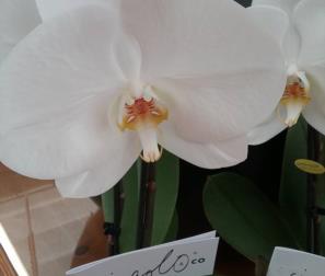 fiore di Phalaenopsis, il Singolo  