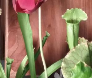 fiore di Sarracenia 