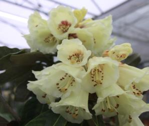 fiori del rododendro tibetano 