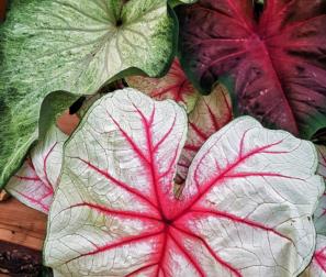 foglie di caladium 