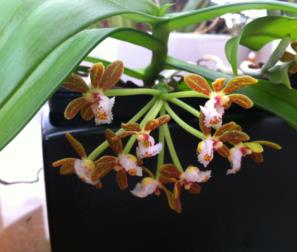 Gastrochilus 