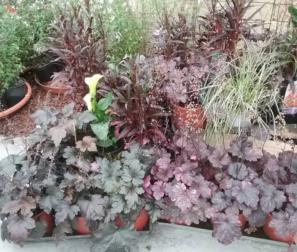 Heuchera, Heucherella e Lobelia Fulgens 