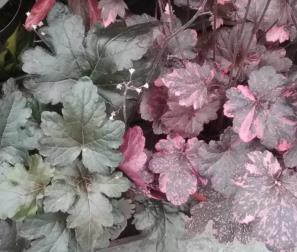 Heuchera ed Heucherella 