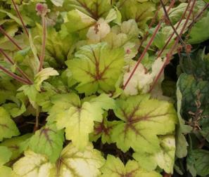 Heuchera Electra 