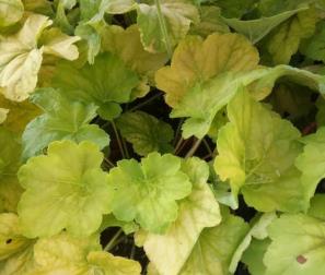 Heuchera Lemon Chiffon 