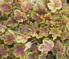 Heucherella 