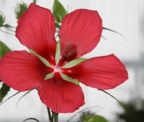 hibiscus palustris 