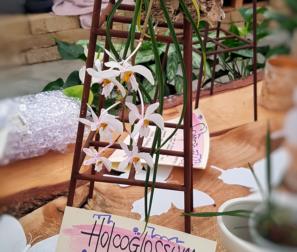 Holcoglossum orchidea 