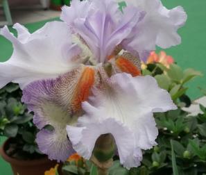 Iris Acoma 