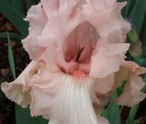 Iris germanica Rosa 