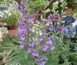 Lobelia Speciosa Fan Blue 