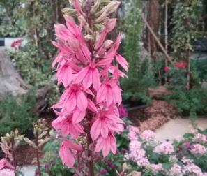 Lobelia Speciosa Fan Salmon 