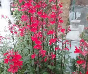 Lobelia Speciosa Fan Scarlet 