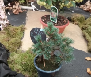 Malus e Pinus 