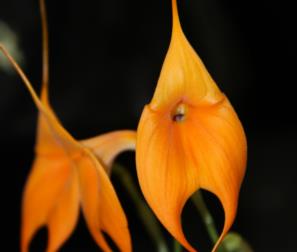 masdevallia arancio 