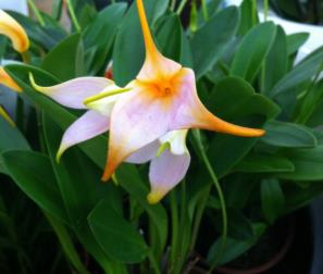 masdevallia rosa 