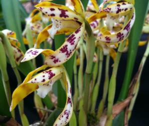 maxillaria particolare fiore 