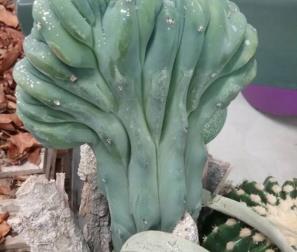myrtillocactus 