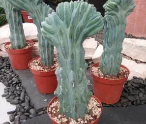 Myrtillocactus crestato 