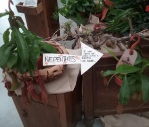 NEPENTHES 