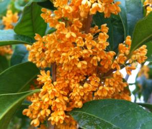 olea fragrans arancio 