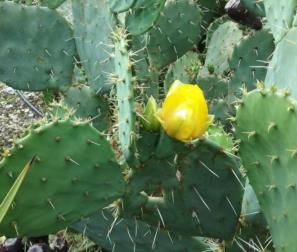 Opuntia Ficus Indica giallo 