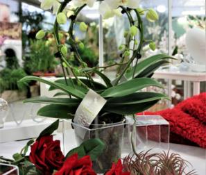 Orchidea bianca e rose rosse 