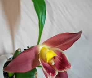 Orchidea Lycaste 