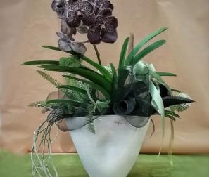 orchidea nera 