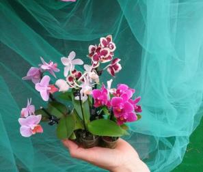 Orchidee micro 