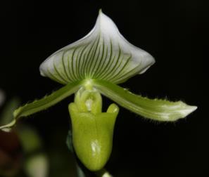 paphiopedilum 