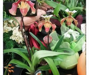 paphiopedilum 