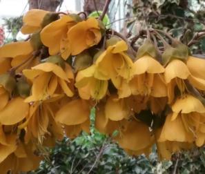 particolare del fiore di Sophora 