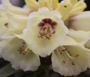 particolare del fiore rododendro tibetano 