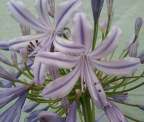 particolare dell'Agapanthus 