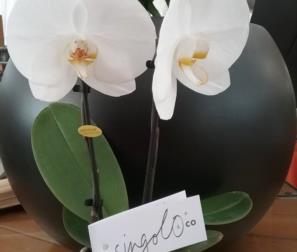 Phalaenopsis 