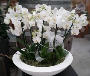 phalaenopsis 