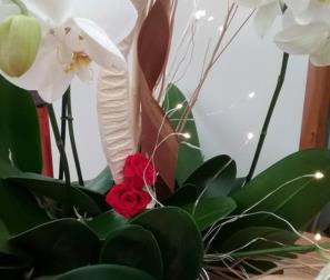 Phalaenopsis bianca, rose stabilizzate e luci 