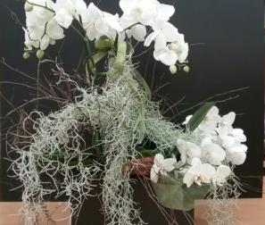 Phalaenopsis e Tillandsia usneoides 