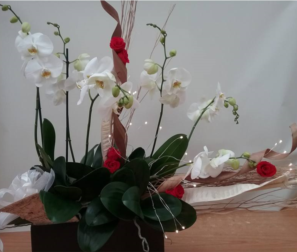 Phalenopsis, rose stabilizzate e luci 