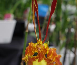 psychopsis 