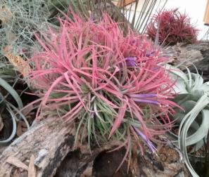 Tillandsia Abdita 