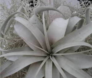 Tillandsia Serigrafata. 