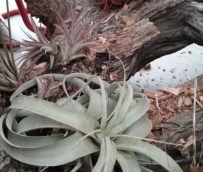 Tillandsia Xerographica 