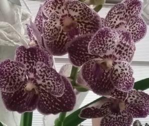 Vanda 