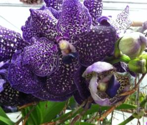 vanda blu 