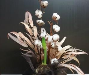 Confezione con bulbo di Amaryllis e fiori di cotone 