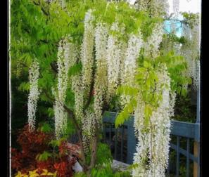 wisteria bianco 
